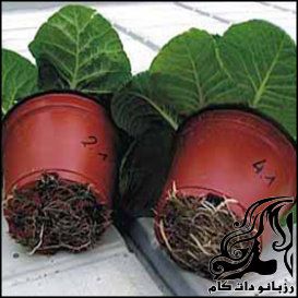 آموزش تعویض گلدان گیاهان - rozbano 180 1 2