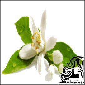 بهبود مشکلات گوارشی بوسیله بهارنارنج - rozbano 197 14