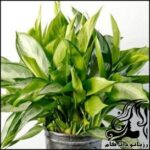 نگهداری و پرورش گل آگلونما - rozbano 206 6 1