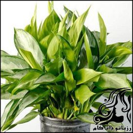 نگهداری و پرورش گل آگلونما - rozbano 206 6 1