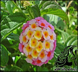 گیاه شاه پسند در طب سنتی - rozbano 223 2 1