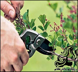 مراقبت از باغچه و باغ در تابستان - rozbano 230 5