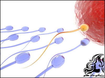 همه چیز راجع به هفته اول بارداری - rozbano 24 2 4