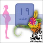همه چیز راجع به هفته نوزدهم بارداری - rozbano 259 4