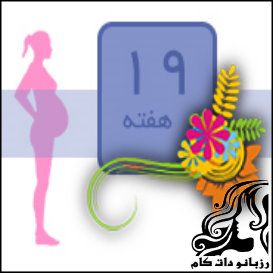 همه چیز راجع به هفته نوزدهم بارداری - rozbano 259 4