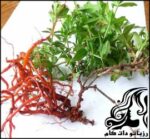 شناخت مضرات و خواص گیاه روناس - rozbano 269 2