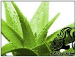 آلوئه ورا و خاصیت آلوئه ورا - rozbano 294