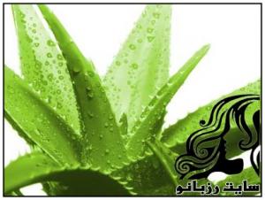 آلوئه ورا و خاصیت آلوئه ورا - rozbano 294