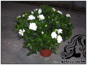 آشنایی با گیاهان آرام بخش - rozbano 31 3