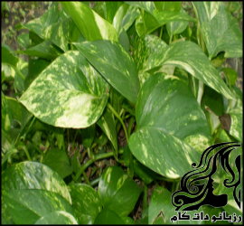 پرورش و نگهداری گیاه پوتوس - rozbano 319 1 1