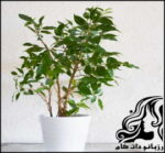 نکاتی برای نگهداری از گیاه بنجامین - rozbano 334 5
