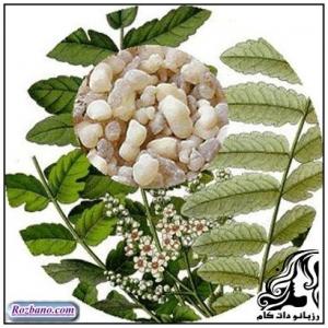 کندر و بیش فعالی کودکان - rozbano 364 16
