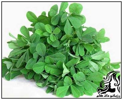 شنبلیله و درمان خارش پوست سر - rozbano 376 4