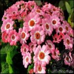 گل سینرر یا سینره - rozbano 41 2 1