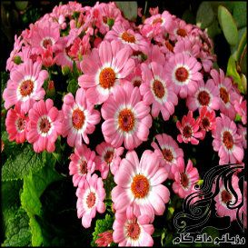 گل سینرر یا سینره - rozbano 41 2 1