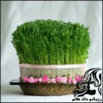 راهنمای کاشت سبزه عيد نوروز - rozbano 51 1 1