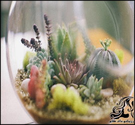 آموزش ساخت تراریوم - rozbano 691 16 70f0fb7f282593bde95db591edf5cf7a