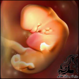 همه چیز راجع به هفته ششم بارداری - rozbano 73 4 2