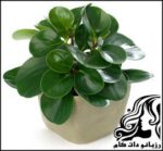 نحوه پرورش و نگهداری گیاه برگ قاشقی - rozbano 813 3