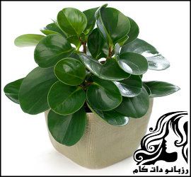 نحوه پرورش و نگهداری گیاه برگ قاشقی - rozbano 813 3