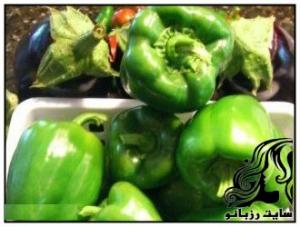 کاشت و پرورش بادمجان و فلفل دلمه در خانه - rozbano 84