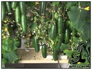 آموزش کاربردی کاشت خیار در خانه - rozbano 85