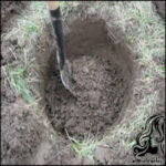 کاشت درخت - rozbano 91 6