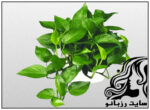 گیاهانی مناسب برای خانه های مدرن - rzbano 361 2 1