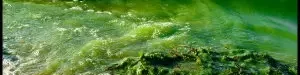 the20benefits20of20algae-01