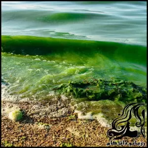 فواید جلبک ها - the20benefits20of20algae 01