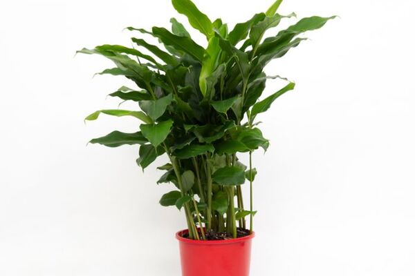 آموزش آسان کاشت هل در گلدان در خانه + روش نگهداری - 304350 959 1